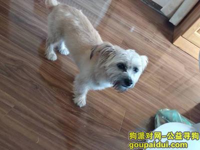 【北京找狗】，寻墩墩13611139760谢谢，它是一只非常可爱的宠物狗狗，希望它早日回家，不要变成流浪狗。