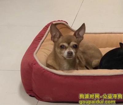 【北京找狗】，13岁黄色短毛小鹿狗2019年12月11日晚海淀区万寿路翠微南里附近走丢，它是一只非常可爱的宠物狗狗，希望它早日回家，不要变成流浪狗。