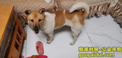 广州寻狗启示，海珠区赤岗附近流浪狗，它是一只非常可爱的宠物狗狗，希望它早日回家，不要变成流浪狗。