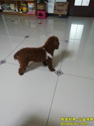 天津寻狗，东丽湖丢失1岁棕色泰迪，它是一只非常可爱的宠物狗狗，希望它早日回家，不要变成流浪狗。