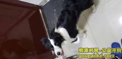 【天津捡到狗】，12月17日在李桃园捡到边牧一条，它是一只非常可爱的宠物狗狗，希望它早日回家，不要变成流浪狗。