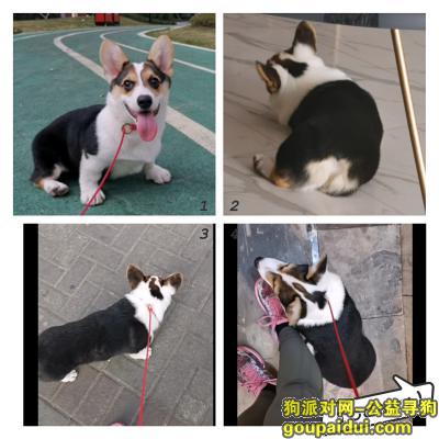 寻狗！！4个月公柯基13斤，12月17号晚在深圳龙华德逸公园走丢，，它是一只非常可爱的宠物狗狗，希望它早日回家，不要变成流浪狗。
