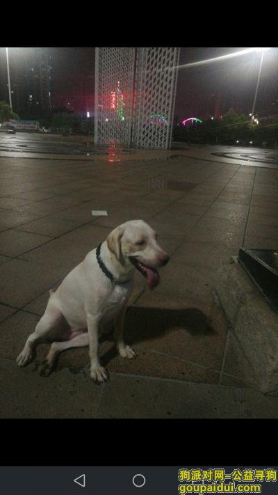 潍坊寻狗启示，我的爱犬，快回家吧，家里没你好空！！！！！，它是一只非常可爱的宠物狗狗，希望它早日回家，不要变成流浪狗。