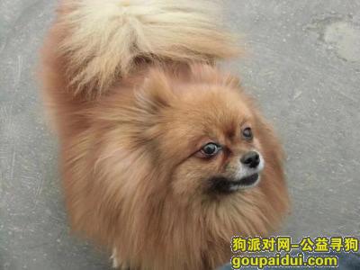【郑州找狗】，寻狗  棕色博美，28日晚天明路走失，它是一只非常可爱的宠物狗狗，希望它早日回家，不要变成流浪狗。