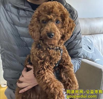 【上海捡到狗】，上海绿地缤纷城捡到一只和主人走散的狗狗，寻找狗主人！，它是一只非常可爱的宠物狗狗，希望它早日回家，不要变成流浪狗。