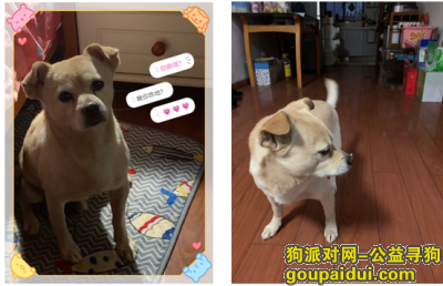 【南昌找狗】，南昌市南昌县银三角酬谢五万元寻找8岁爱犬，它是一只非常可爱的宠物狗狗，希望它早日回家，不要变成流浪狗。