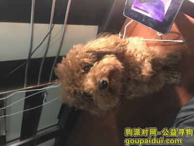 南京找狗，寻找3503厂住宿区附近走失3岁母泰迪狗狗，它是一只非常可爱的宠物狗狗，希望它早日回家，不要变成流浪狗。