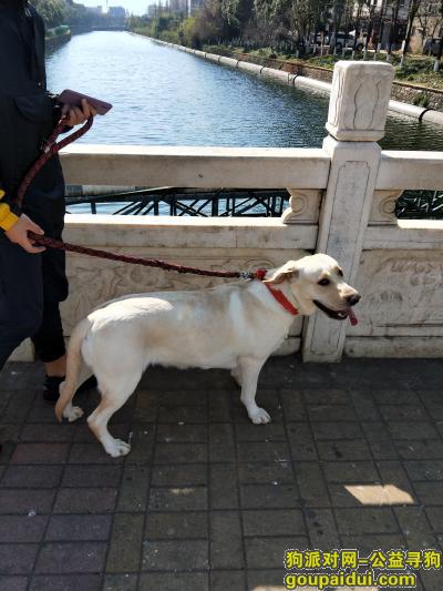 拉布拉多犬在富民丢失，它是一只非常可爱的宠物狗狗，希望它早日回家，不要变成流浪狗。