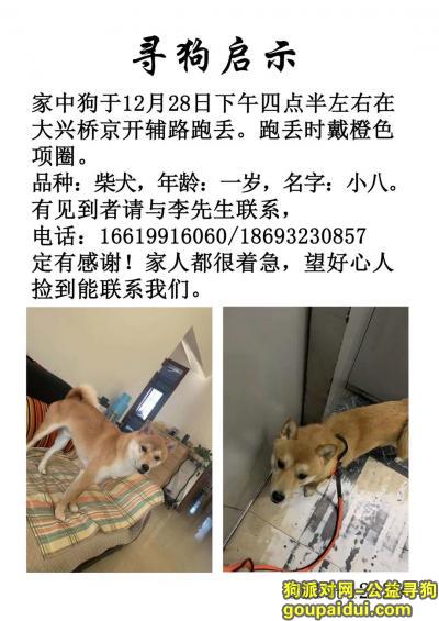 北京大兴桥京开铺路重金寻找柴犬，它是一只非常可爱的宠物狗狗，希望它早日回家，不要变成流浪狗。