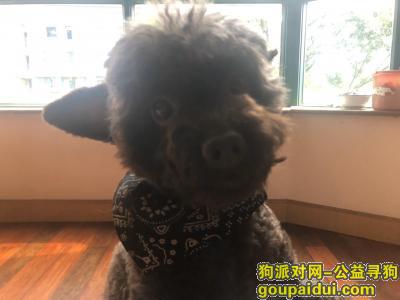 上海丢狗，2019年12月30日走失一只泰迪，它是一只非常可爱的宠物狗狗，希望它早日回家，不要变成流浪狗。