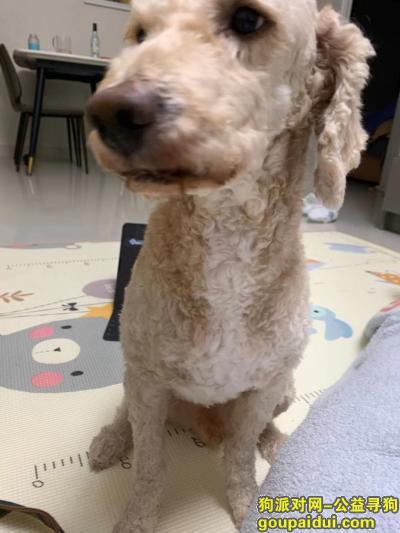 12月31日 下午5时许从龙岗安良六村走失，它是一只非常可爱的宠物狗狗，希望它早日回家，不要变成流浪狗。