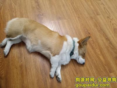【郑州找狗】，柯基 名字叫艾米  已经绝育 带着绿色项圈，它是一只非常可爱的宠物狗狗，希望它早日回家，不要变成流浪狗。