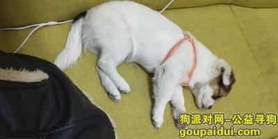 惠州寻狗启示，酬谢两千元，说到做到，不值钱的串串狗，像我的孩子啊，它是一只非常可爱的宠物狗狗，希望它早日回家，不要变成流浪狗。