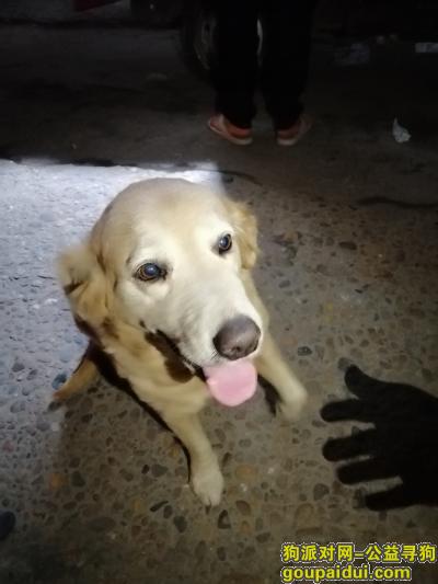 福州捡到狗，福州白湖亭附件捡到金毛，它是一只非常可爱的宠物狗狗，希望它早日回家，不要变成流浪狗。