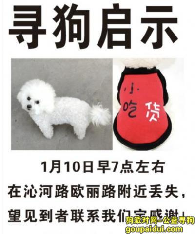 郑州寻狗网，寻找白色小比熊，定重谢，它是一只非常可爱的宠物狗狗，希望它早日回家，不要变成流浪狗。