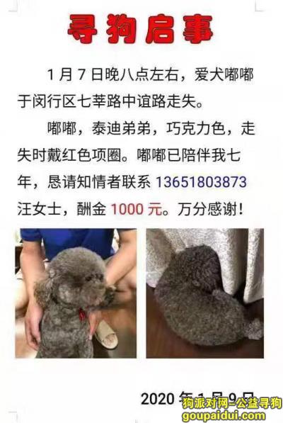 【上海找狗】，上海闵行区七莘路中谊路寻找巧克力色泰迪，它是一只非常可爱的宠物狗狗，希望它早日回家，不要变成流浪狗。