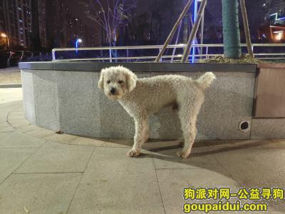 上海寻狗启示，浦东三林泰迪，串串，贵宾，比熊，它是一只非常可爱的宠物狗狗，希望它早日回家，不要变成流浪狗。