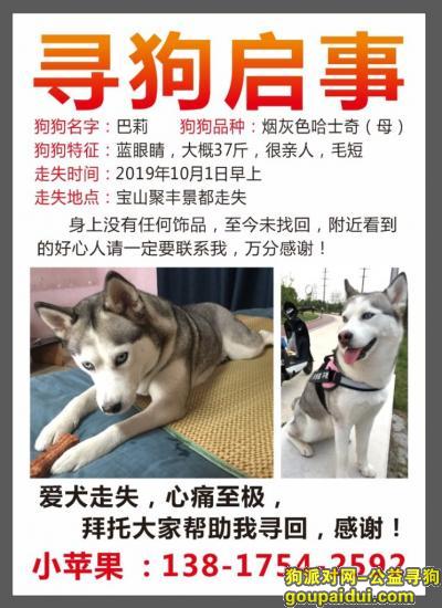 【上海找狗】，寻找哈士奇二哈寻狗启示，它是一只非常可爱的宠物狗狗，希望它早日回家，不要变成流浪狗。