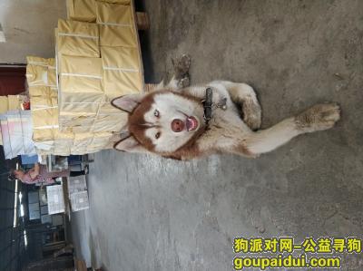 重庆九龙坡齐团半山小区哈士奇走失，它是一只非常可爱的宠物狗狗，希望它早日回家，不要变成流浪狗。