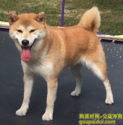 北京找狗，爱犬走失，万元寻狗，提供重要线索千元酬谢，它是一只非常可爱的宠物狗狗，希望它早日回家，不要变成流浪狗。