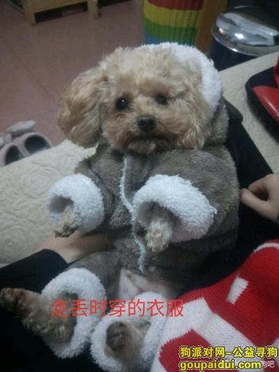 寻找杭州皮市巷附近走失的七岁香槟色母泰迪，它是一只非常可爱的宠物狗狗，希望它早日回家，不要变成流浪狗。