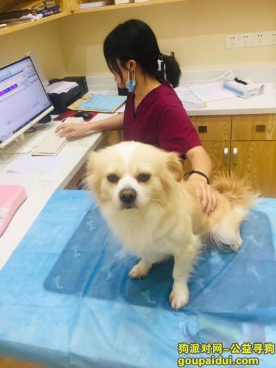 广州丢狗，1月20号丢失蝴蝶犬的寻狗启示，它是一只非常可爱的宠物狗狗，希望它早日回家，不要变成流浪狗。