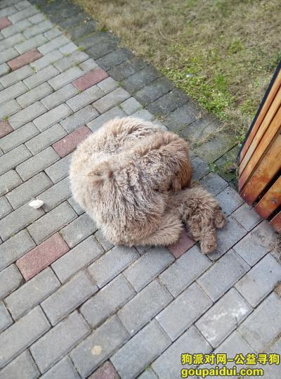 【重庆捡到狗】，捡到一只大型泰迪 棕色 公，它是一只非常可爱的宠物狗狗，希望它早日回家，不要变成流浪狗。