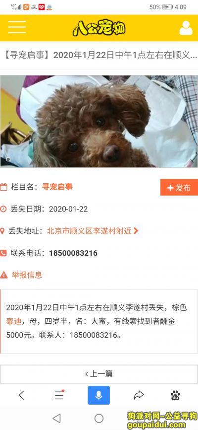 北京丢狗，重金寻泰迪棕色四岁半母名大蜜，它是一只非常可爱的宠物狗狗，希望它早日回家，不要变成流浪狗。