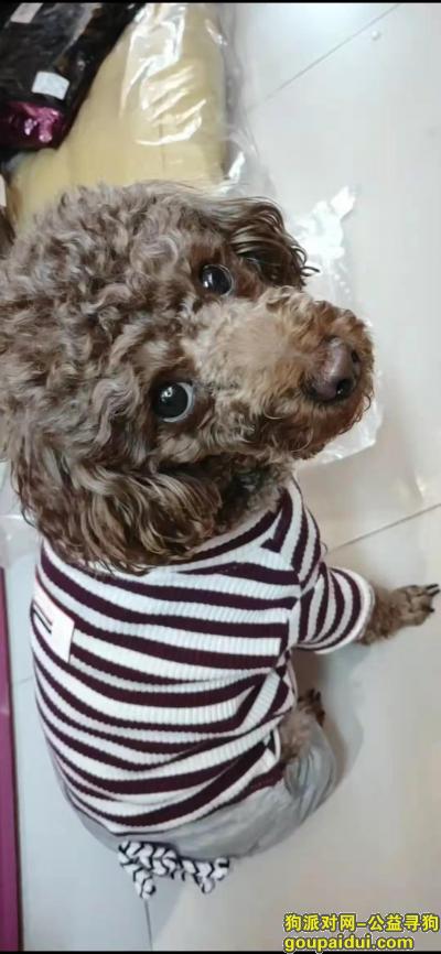 【北京找狗】，重金1万寻找棕色泰迪大蜜，它是一只非常可爱的宠物狗狗，希望它早日回家，不要变成流浪狗。