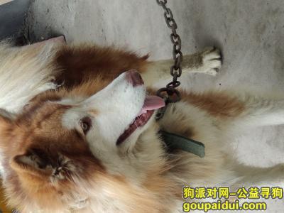 【九江捡到狗】，江西1111111111111，它是一只非常可爱的宠物狗狗，希望它早日回家，不要变成流浪狗。