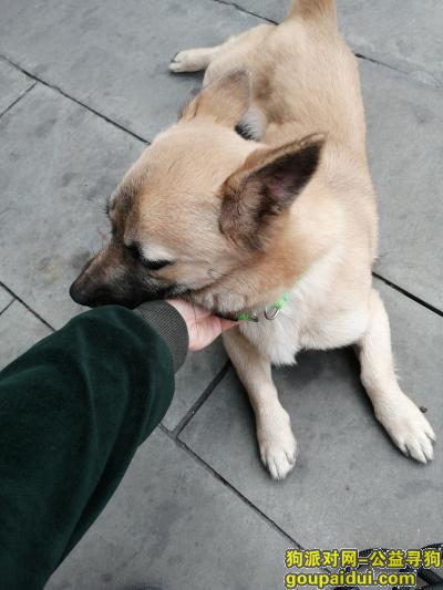成都找狗，成都市金牛区捡到短腿小黄狗，它是一只非常可爱的宠物狗狗，希望它早日回家，不要变成流浪狗。