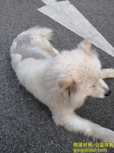 体育馆附近华天酒店门口捡到走失萨摩耶，它是一只非常可爱的宠物狗狗，希望它早日回家，不要变成流浪狗。