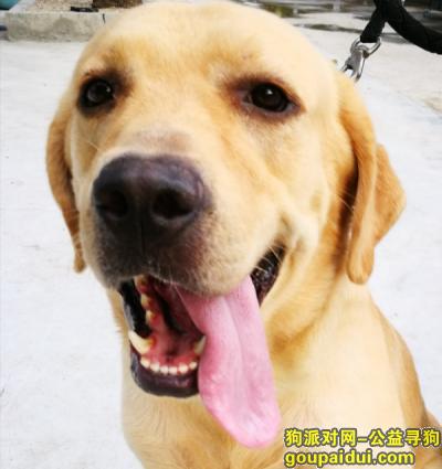 深圳南山西丽白芒村拉布拉多走失，它是一只非常可爱的宠物狗狗，希望它早日回家，不要变成流浪狗。