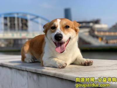 上海寻狗启示，遗失母柯基犬一只，上海中山公园地铁站附近，它是一只非常可爱的宠物狗狗，希望它早日回家，不要变成流浪狗。