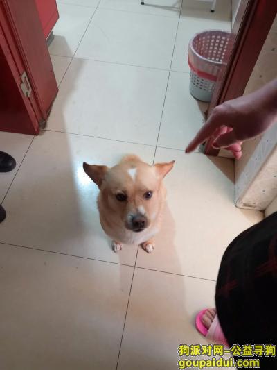 天津寻狗启示，请好心人帮忙找找狗狗，它是一只非常可爱的宠物狗狗，希望它早日回家，不要变成流浪狗。