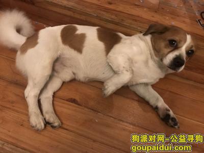 【上海找狗】，悬赏5000元 寻狗启示，它是一只非常可爱的宠物狗狗，希望它早日回家，不要变成流浪狗。