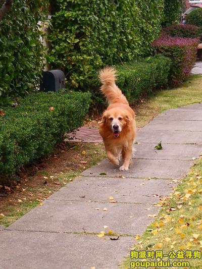 【南京找狗】，9岁多的金毛，3.17日23点左右，在江宁区托乐嘉小区附近走失，它是一只非常可爱的宠物狗狗，希望它早日回家，不要变成流浪狗。