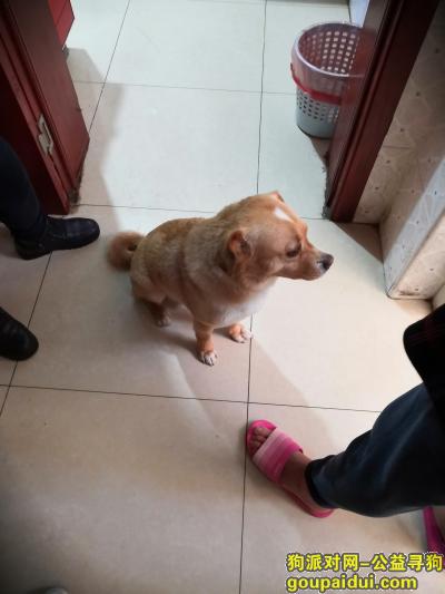 在天津市新中村东丽区附近丢失，它是一只非常可爱的宠物狗狗，希望它早日回家，不要变成流浪狗。