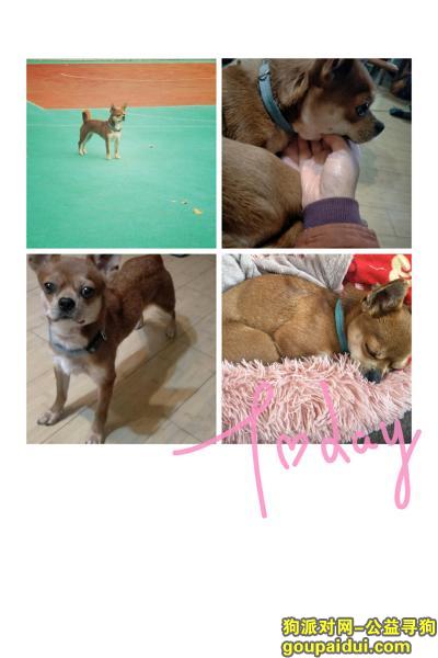 土黄色小狗旺旺3月7日上午10点东店子丢失，它是一只非常可爱的宠物狗狗，希望它早日回家，不要变成流浪狗。