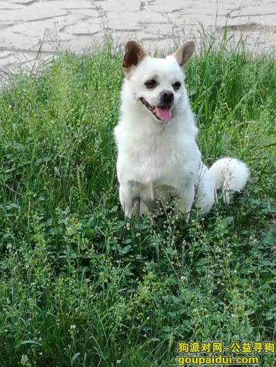 于3月18日早上在沈阳苏家屯区顶盛国际花园走失，它是一只非常可爱的宠物狗狗，希望它早日回家，不要变成流浪狗。