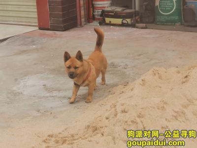 【广州找狗】，土豆妹妹  刚好一岁，它是一只非常可爱的宠物狗狗，希望它早日回家，不要变成流浪狗。
