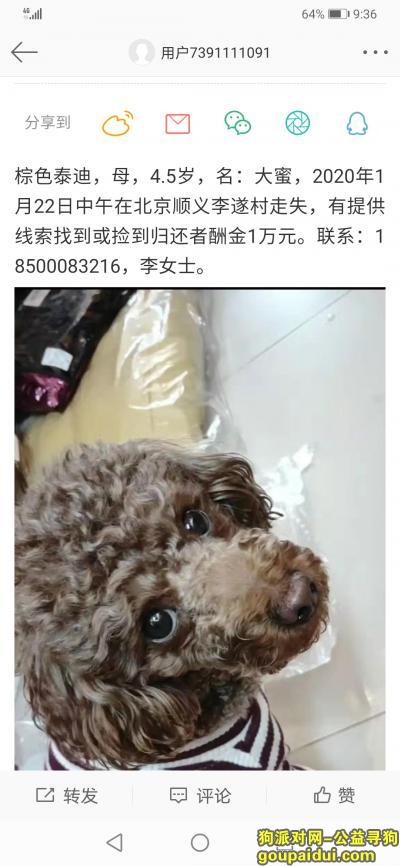 【北京找狗】，寻找棕色泰迪大蜜谢谢好心人，它是一只非常可爱的宠物狗狗，希望它早日回家，不要变成流浪狗。