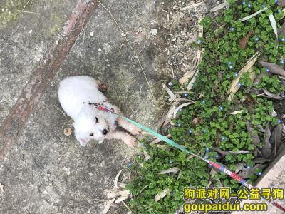 【杭州找狗】，余杭区五常街道丢狗，寻求线索，如找到必有重谢，它是一只非常可爱的宠物狗狗，希望它早日回家，不要变成流浪狗。