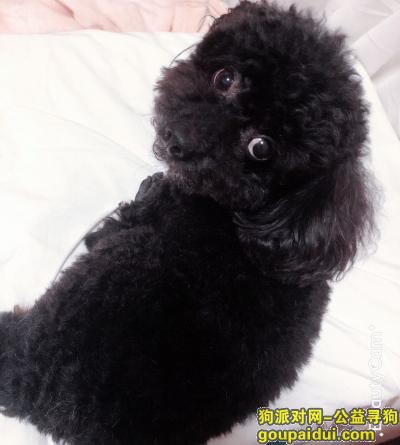 南京丢狗，寻找爱犬黑色泰迪！！！，它是一只非常可爱的宠物狗狗，希望它早日回家，不要变成流浪狗。