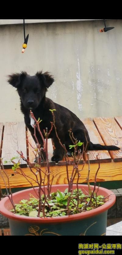 赣州寻狗网，寻找小黑狗，串串，3月，28日下午2点55走失，它是一只非常可爱的宠物狗狗，希望它早日回家，不要变成流浪狗。