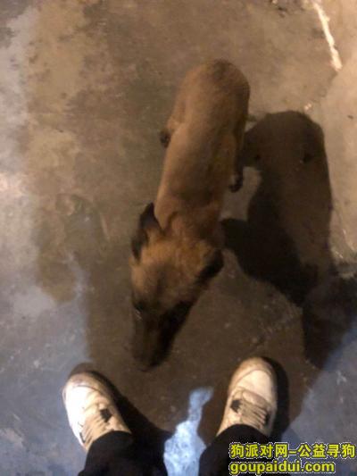 广州寻狗，2020年3月31日在广州白云区槎头附近捡到小狗，希望主人领回，它是一只非常可爱的宠物狗狗，希望它早日回家，不要变成流浪狗。