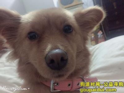 上海丢狗，脖子上有项圈有联系方式但我还是害怕。，它是一只非常可爱的宠物狗狗，希望它早日回家，不要变成流浪狗。