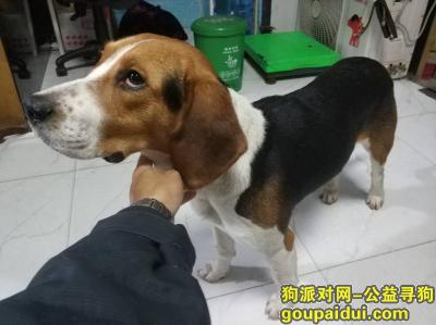 广州找狗主人，广州堂东 天朗明居捡到一只比格，它是一只非常可爱的宠物狗狗，希望它早日回家，不要变成流浪狗。