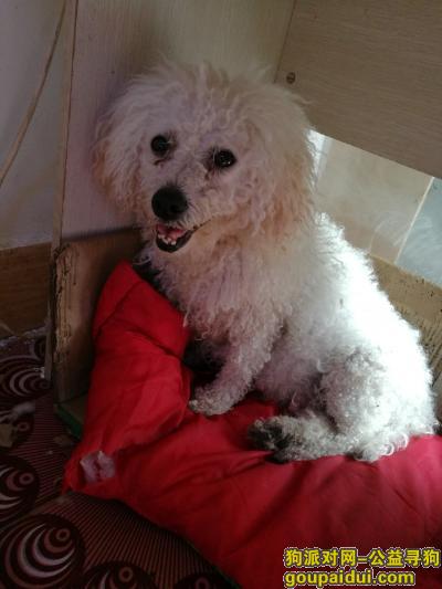 【广安找狗】，寻一只白色的泰迪妈妈，它是一只非常可爱的宠物狗狗，希望它早日回家，不要变成流浪狗。