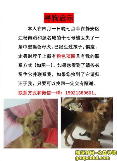 【上海找狗】，求求上海静安的同学康康我！捡到的同学请还给我！，它是一只非常可爱的宠物狗狗，希望它早日回家，不要变成流浪狗。